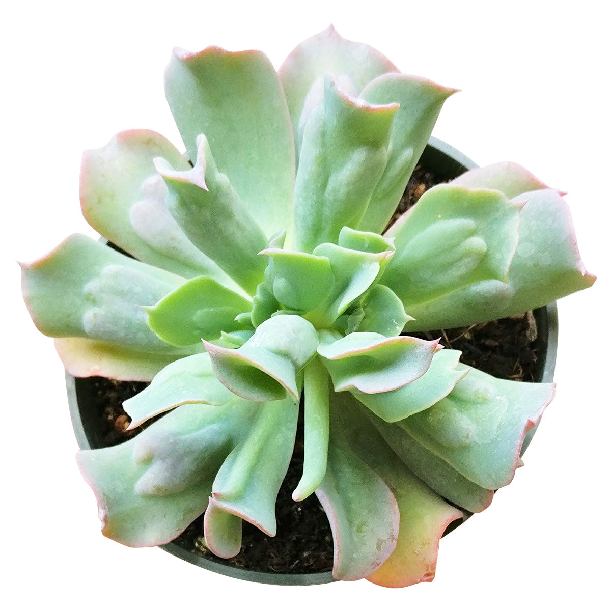 succulent verb Echeveria Culibra | Succulent Care Instruction