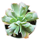  succulent care tips, Succulents shop near me, indoor succulents, succulent plant, succulents shop in California, succulent care, Echeveria Culibra Succulent in California, How to grow Echeveria Culibra Succulent, Succulents for thanksgiving, Thanksgiving succulents gift