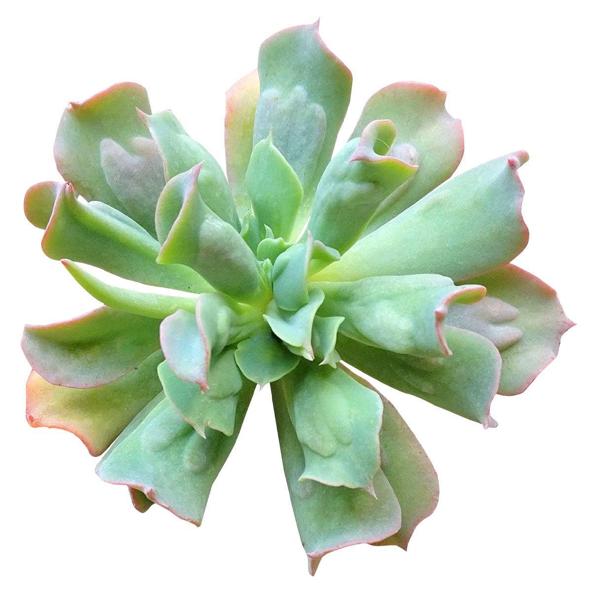 curly leaf succulent Echeveria Culibra | Succulent Care Instruction
