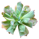  succulent care tips, Succulents shop near me, indoor succulents, succulent plant, succulents shop in California, succulent care, Echeveria Culibra Succulent in California, How to grow Echeveria Culibra Succulent, Succulents for thanksgiving, Thanksgiving succulents gift