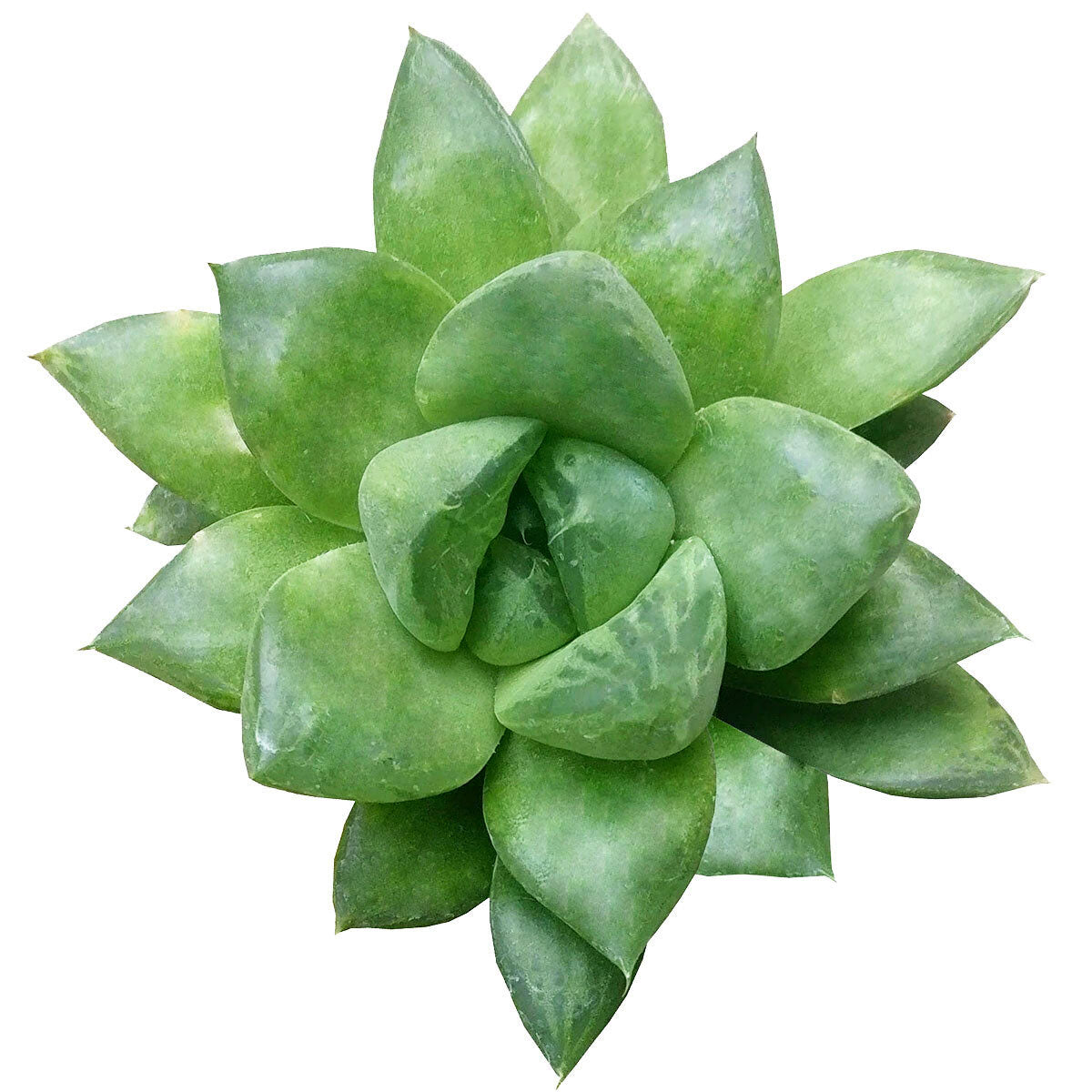 haworthia cuspidata succulent Haworthia Cuspidata Succulent
