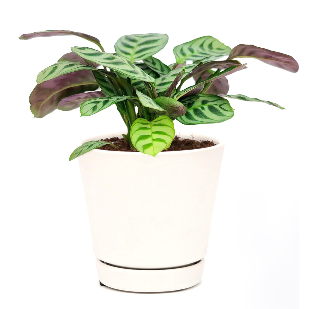 burle marx calathea live plant in a 6 inch pot Calathea Burle Marx