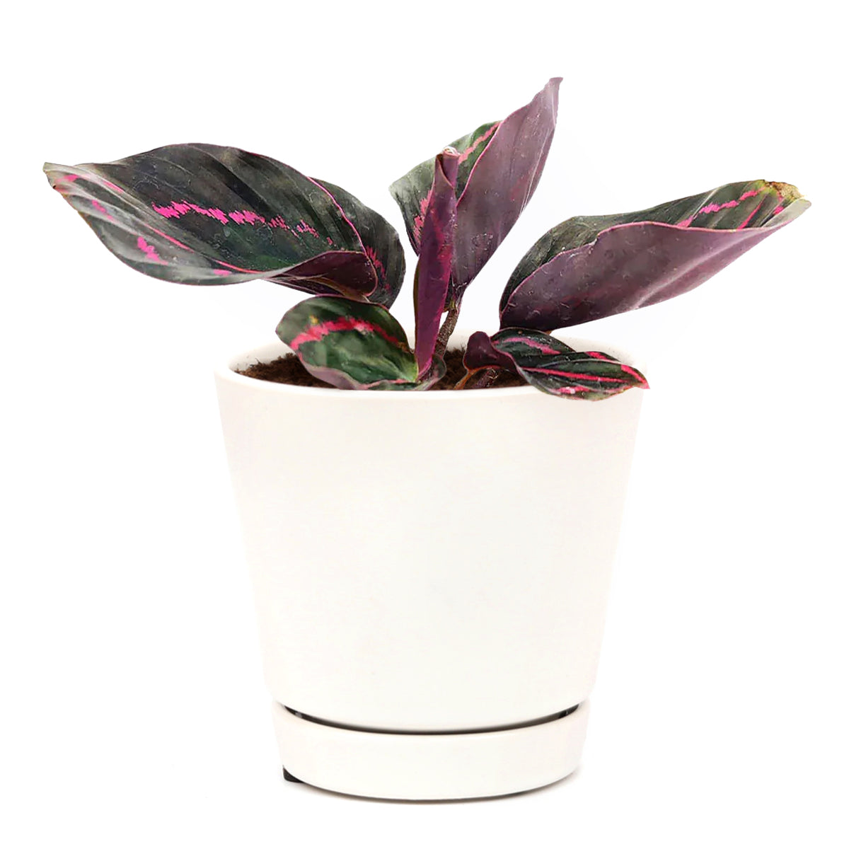 calathea dottie, calathea roseopicta dottie, calathea roseopicta “dottie”, how to take care calathea dottie plant, calathea &#39;roseopicta - dottie&#39;, calathea ‘dottie’