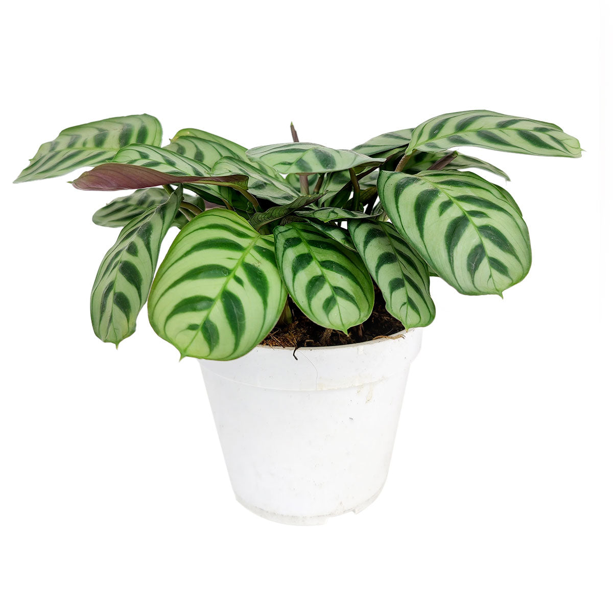 burle marx prayer plant Calathea Burle Marx