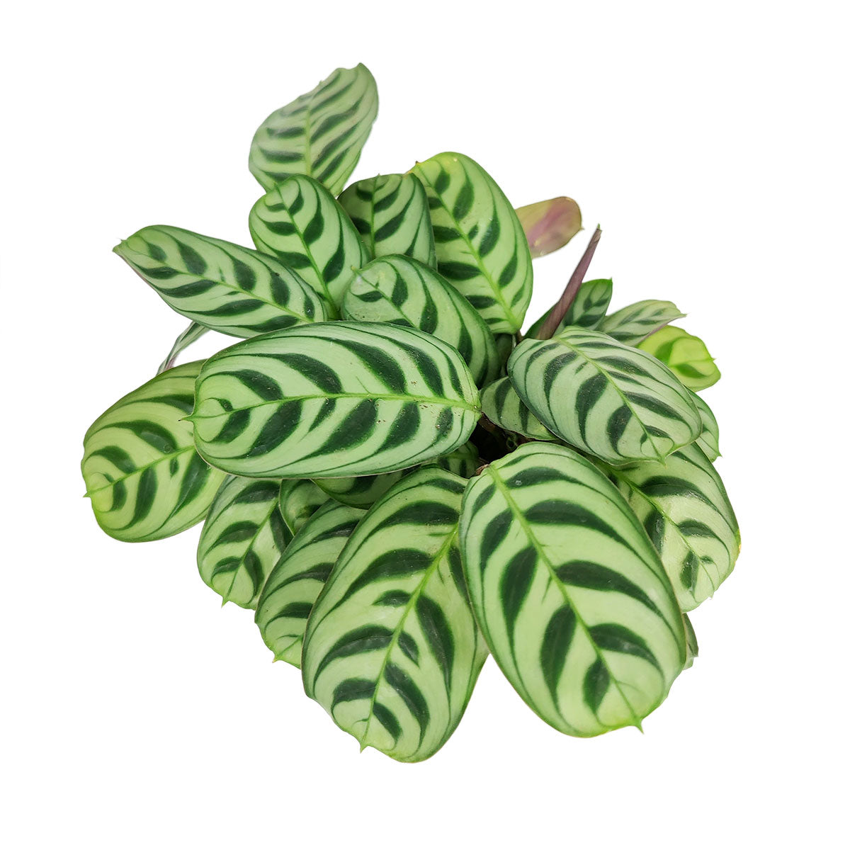 Calathea Burle Marx for sale, Calathea Burle Marx care guide, how to care for  Calathea burlemarmii 