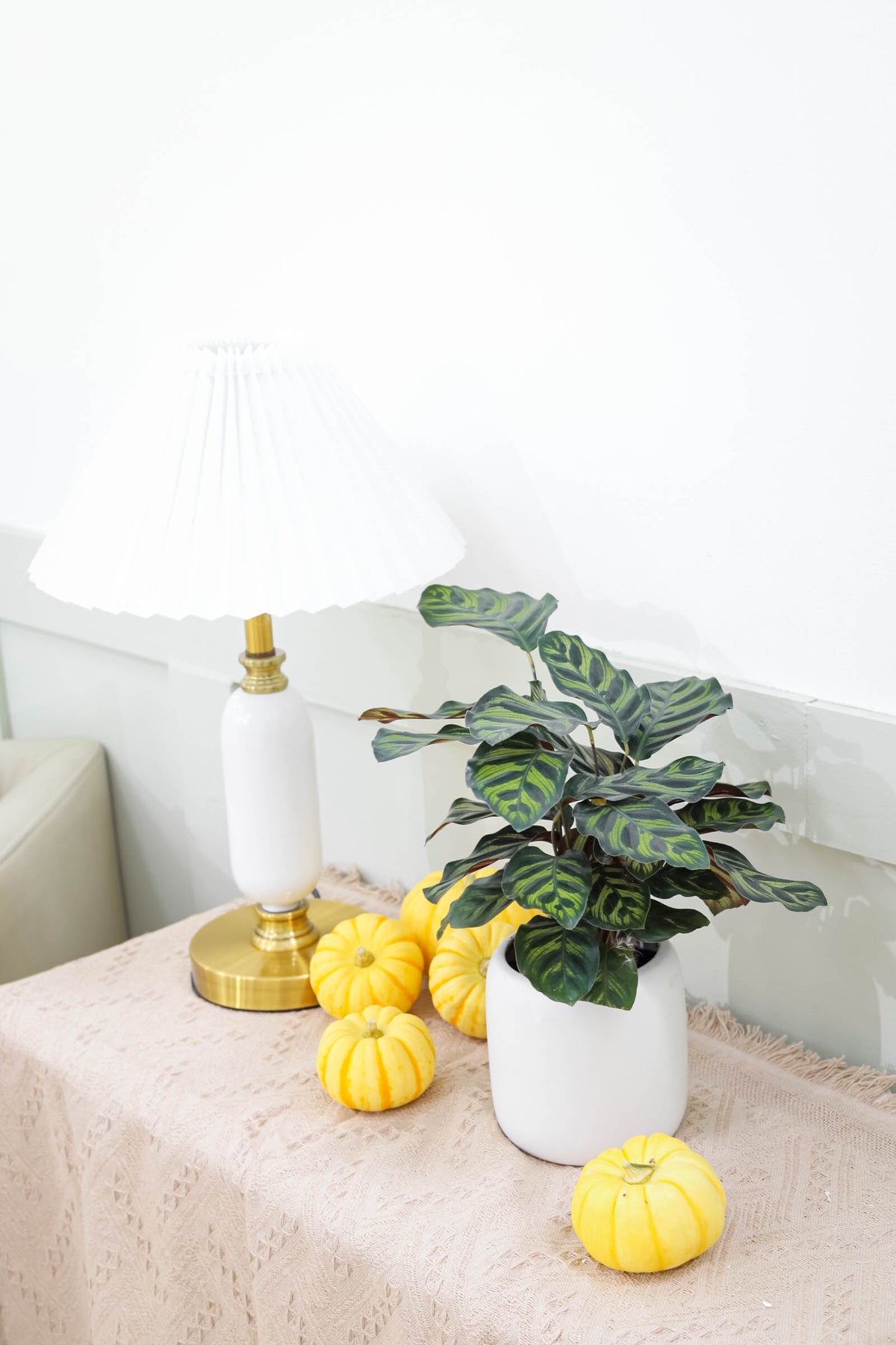 buy Calathea Makoyana Peacock in pot online, Calathea Makoyana Peacock Plant with Colorful Foliage, Feng Shui Plants