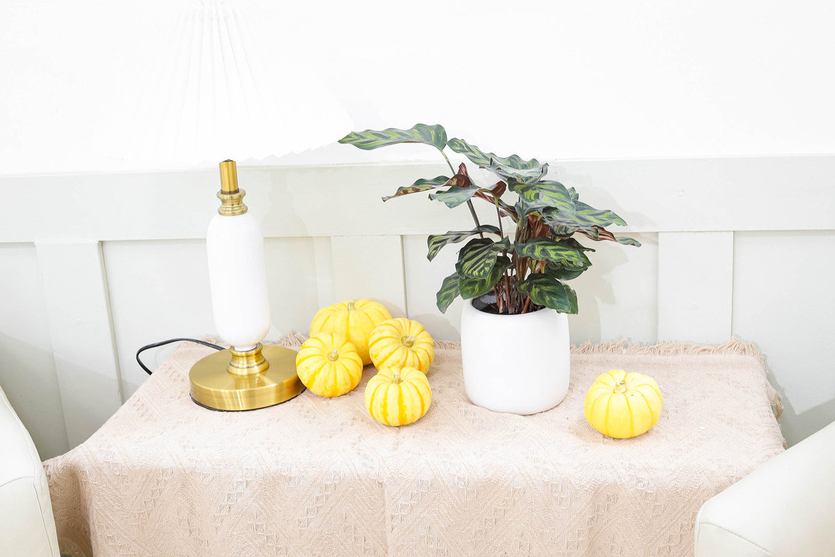 Tips for Growing Peacock Houseplant, Indoor Plant Gift Ideas, Calathea Makoyana Peacock with ceramic pot