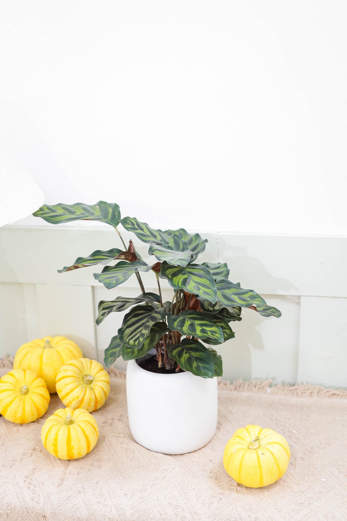 Live Peacock Plant in a 4 Inch Pot, Calathea Makoyana Peacock Beautiful Easy to Grow Air Purifying Indoor Plant, The Best Feng Shui Plants For the Home