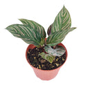 6 inch houseplants, indoor plants for sale, buy houseplants online, plant shops in ca