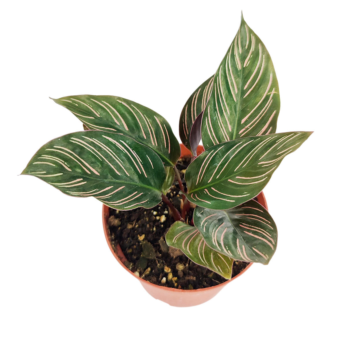 Calathea Ornata, light and watering requirements for Calathea Ornata, general care for Calathea Ornata, most colorful houseplants