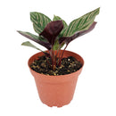 6 inch houseplants, indoor plants for sale, buy houseplants online, plant shops in ca