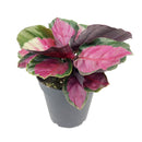 Calathea Rosy, Calathea Roseopicta, houseplants with pink foliage, Pink Calathea, colorful houseplants, Calathea Rosy care guide, buy Calathea Rosy online