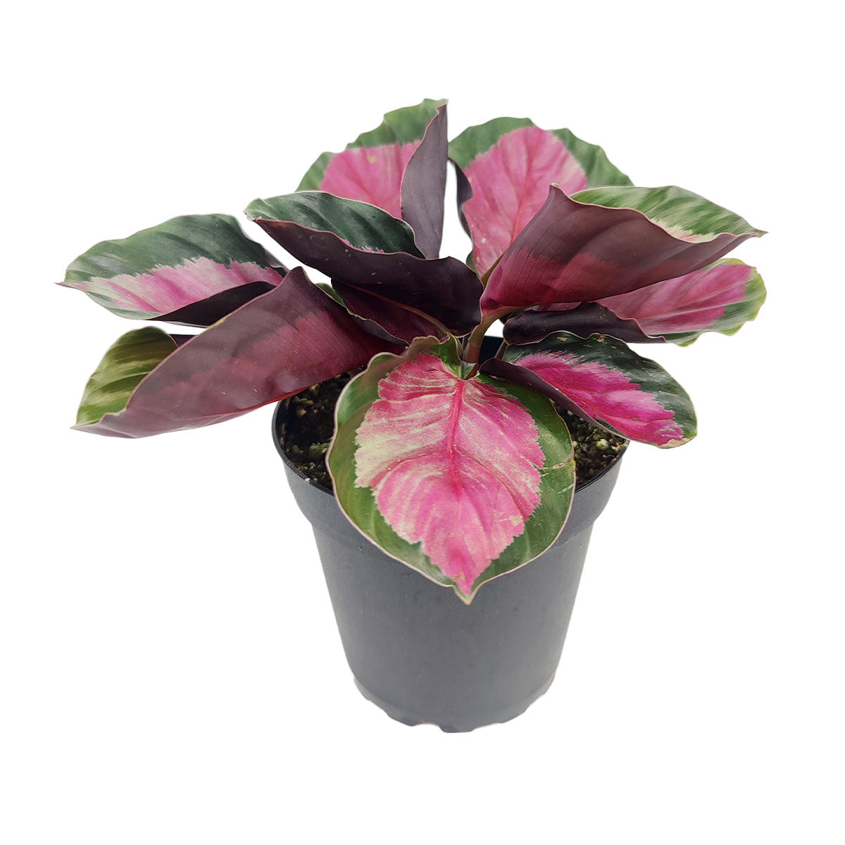 Calathea Rosy, pink Calathea, pink houseplant, decor ideas