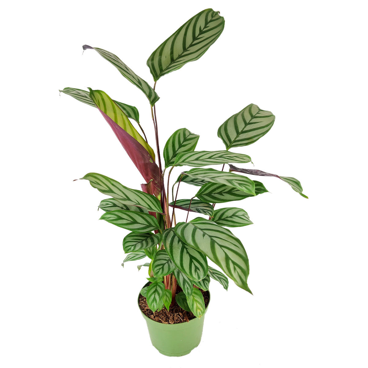 Calathea Setosa, Never Never Plant, how to care for Calathea Setosa, colorful houseplants