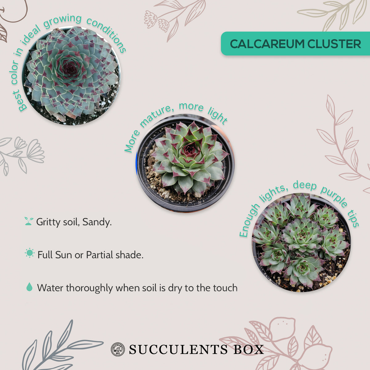 sempervivum calcareum for sale, succulent subscription, succulent plant, how to grow succulents, Succulents, succulents shop in California, succulent care guide, indoor succulents, Succulents shop near me, sempervivum calcareum in California, How to grow sempervivum calcareum, indoor succulents