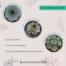 succulent plant, how to grow succulents, Succulents, succulents shop in California, succulent care guide, indoor succulents, Succulents shop near me, sempervivum calcareum in California, How to grow sempervivum calcareum, indoor succulents
