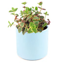 Calico kitten crassula for sale, Rare succulents, crassula varieties, succulent gift ideas, houseplant for home and office, easy to grow indoor succulent