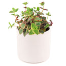 Calico kitten crassula for sale, Rare succulents, crassula varieties, succulent gift ideas, houseplant for home and office, easy to grow indoor succulent