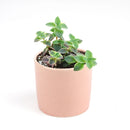 Calico kitten crassula for sale, Rare succulents, crassula varieties, succulent gift ideas, houseplant for home and office, easy to grow indoor succulent