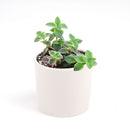 Calico kitten crassula for sale, Rare succulents, crassula varieties, succulent gift ideas, houseplant for home and office, easy to grow indoor succulent