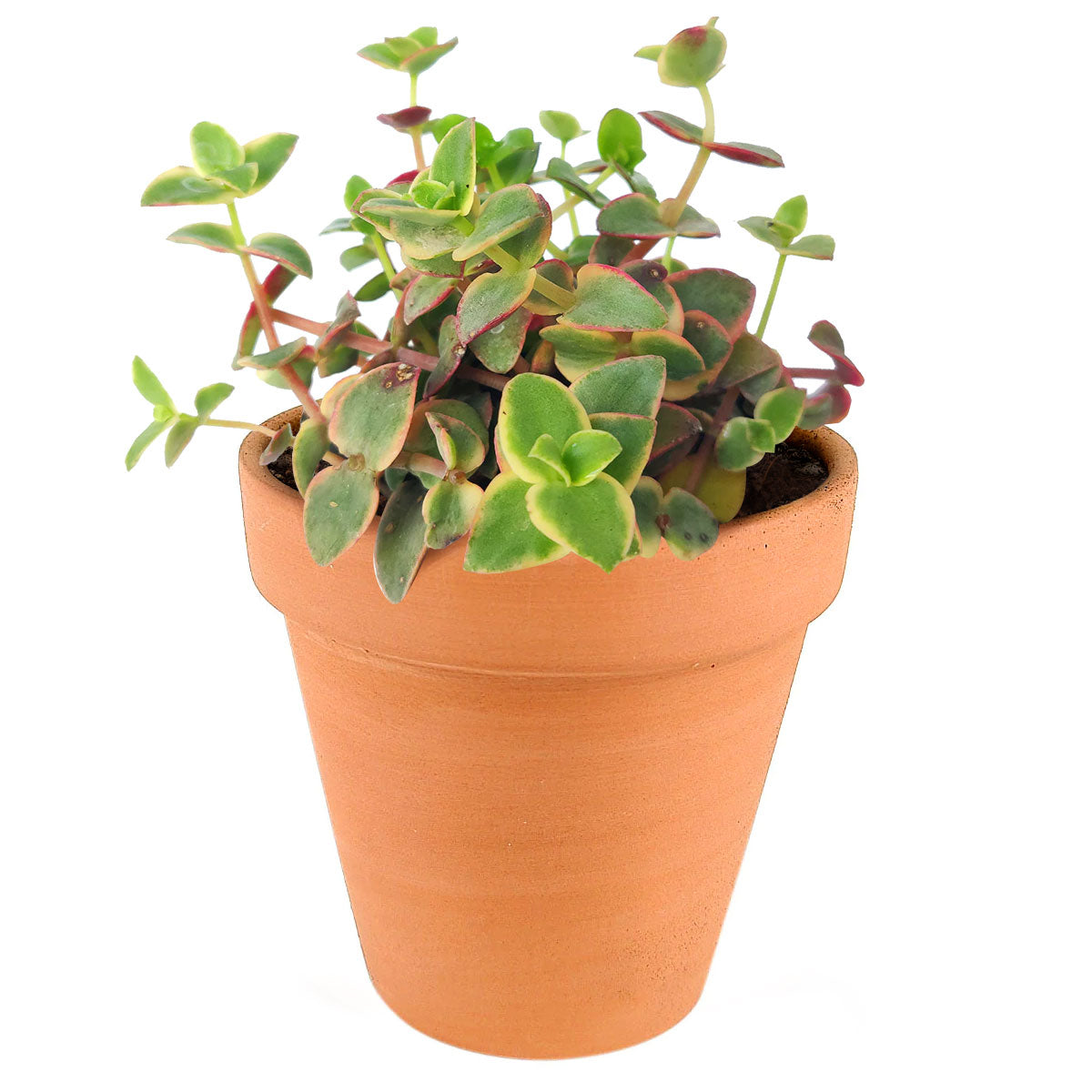 Calico kitten crassula for sale, Rare succulents, crassula varieties, succulent gift ideas, houseplant for home and office