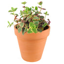 Calico kitten crassula for sale, Rare succulents, crassula varieties, succulent gift ideas, houseplant for home and office, easy to grow indoor succulent