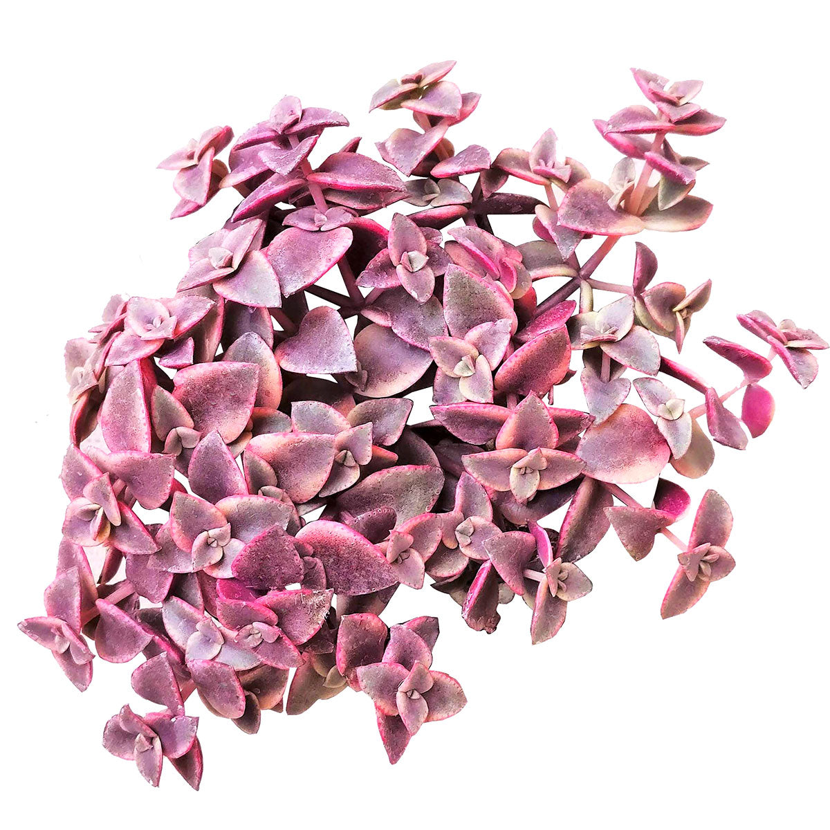 calico kitten succulent plant Calico Kitten Crassula