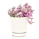 Callisia Repens &#39;Pink Lady&#39; Plant, Turle Vine, Bolivian Jew, Succulents for sale, Best Indoor Plant, Creeping Basketplant, Succulent gift ideas, Succulent home decor, Pink panther succulent for sale, colorful succulent plant for home and office decor