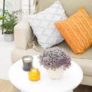 Callisia Repens &#39;Pink Lady&#39; Plant, Turle Vine, Bolivian Jew, Succulents for sale, Best Indoor Plant, Creeping Basketplant, Succulent gift ideas, Succulent home decor, Pink panther succulent for sale, colorful succulent plant for home and office decor