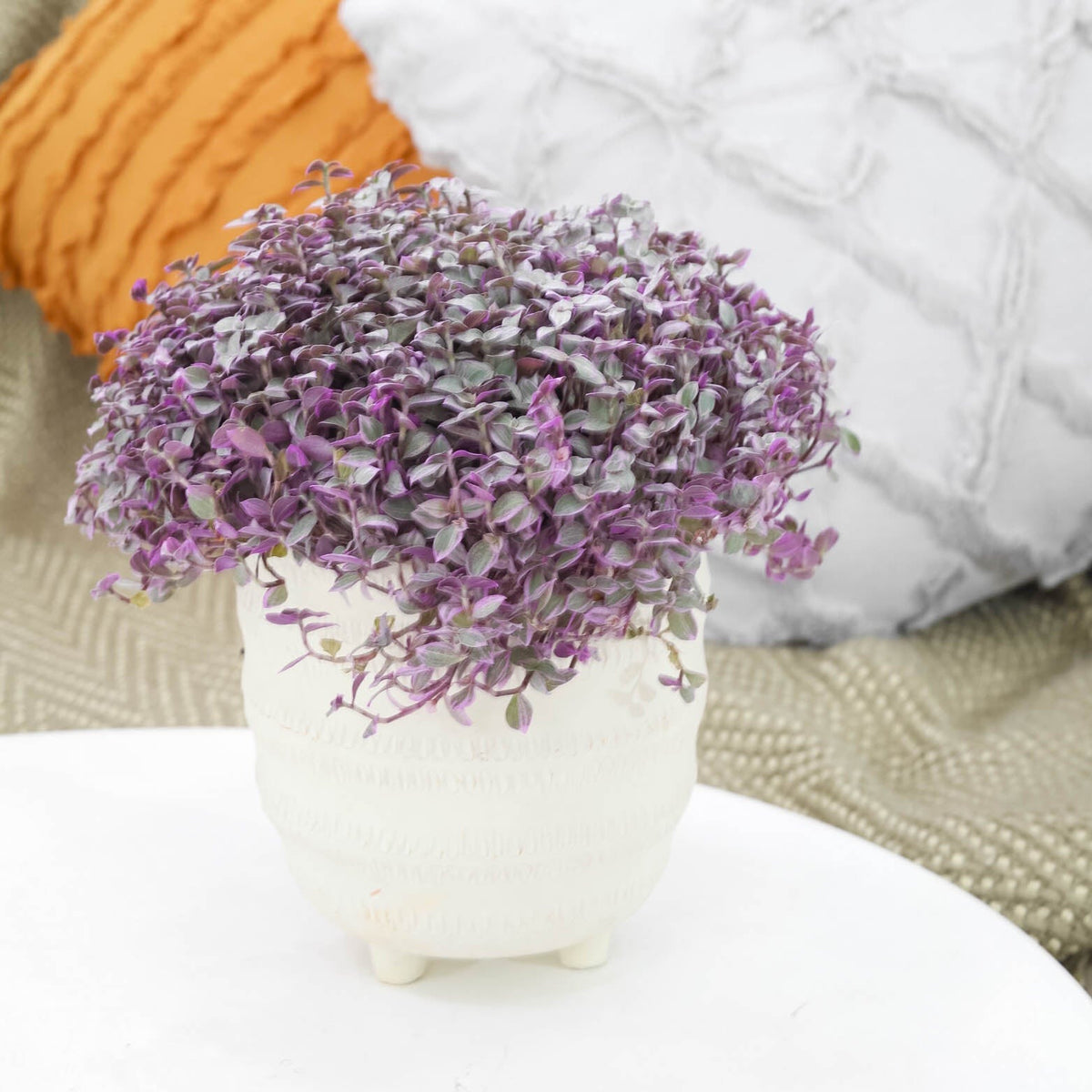 Callisia Repens Pink Lady Plant, Callisia Repens Pink Lady (Turtle Vine) in white ceramic pot, Buy Callisia Repens Pink Lady Turtle Vine, pink plant decor ideas