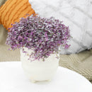 Callisia Repens &#39;Pink Lady&#39; Plant, Turle Vine, Bolivian Jew, Succulents for sale, Best Indoor Plant, Creeping Basketplant, Succulent gift ideas, Succulent home decor, Pink panther succulent for sale, colorful succulent plant for home and office decor