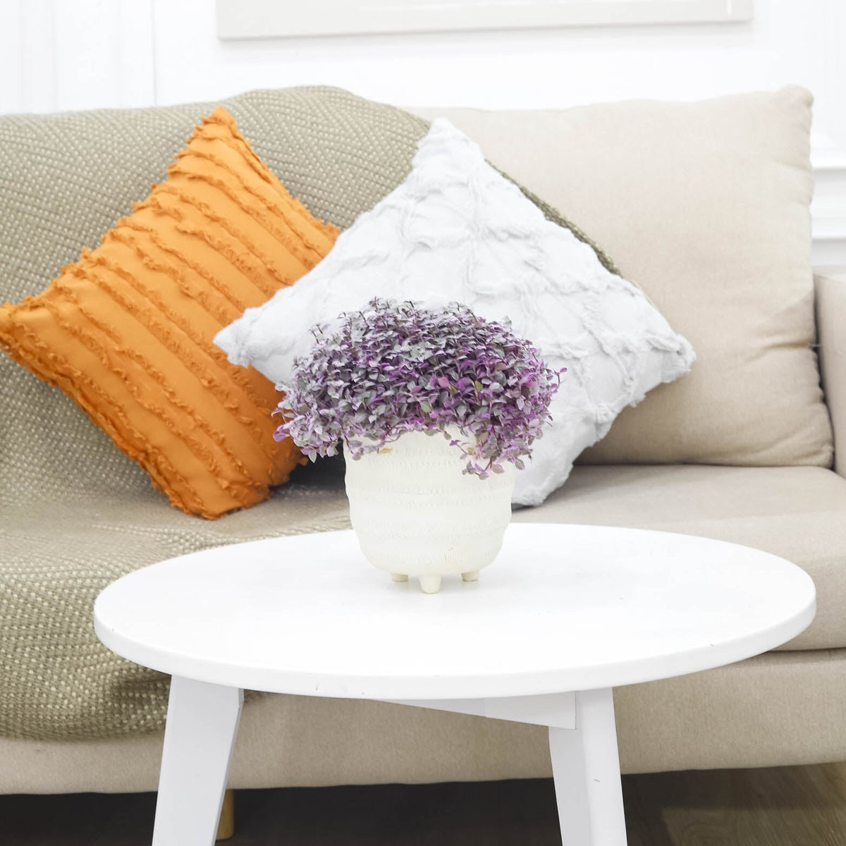 Best Indoor Plant to grow, Callisia Repens Pink Lady (Turtle Vine) in 4 inch pot, Callisia Repens Pink Lady Plant, pink plant decor ideas