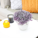 Callisia Repens &#39;Pink Lady&#39; Plant, Turle Vine, Bolivian Jew, Succulents for sale, Best Indoor Plant, Creeping Basketplant, Succulent gift ideas, Succulent home decor, Pink panther succulent for sale, colorful succulent plant for home and office decor