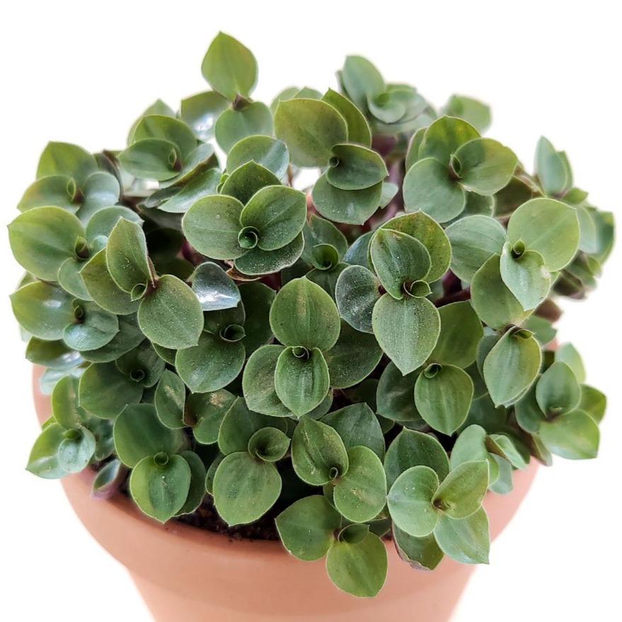 Callisia Repens Creeping Inch Plant, Turle Vine, Bolivian Jew, Succulents for sale, Best Indoor Plant, Creeping Basketplant, Succulent gift ideas, Succulent home decor