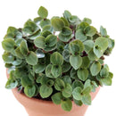 Callisia Repens Creeping Inch Plant, Turle Vine, Bolivian Jew, Succulents for sale, Best Indoor Plant, Creeping Basketplant, Succulent gift ideas, Succulent home decor, bolivian wandering jew, creeping inch plant, how to care for callisia succulent plants