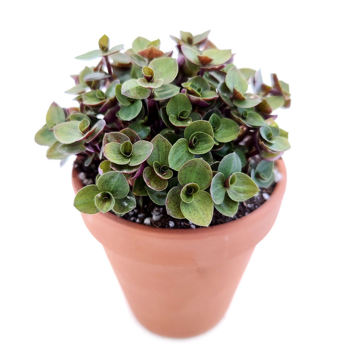 is wandering jew a succulent Callisia Repens | Turle Vine | Bolivian Jew