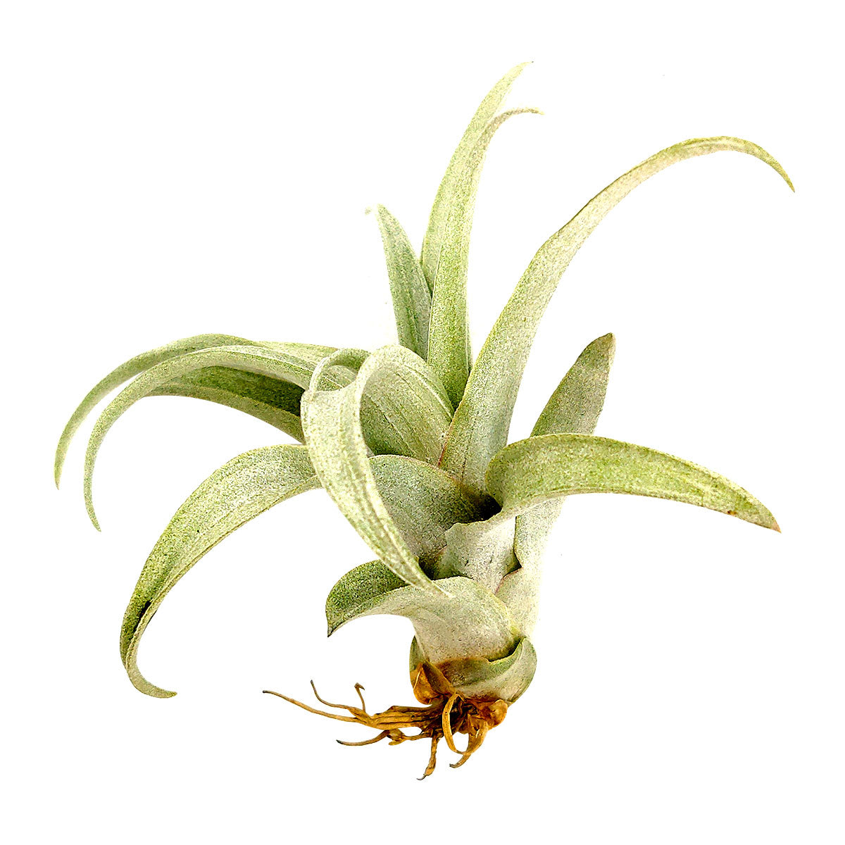 Tillandsia Capitata Yellow Dwarf Air Plant for sale, unique air plant gift decor ideas, How to care for Tillandsia Capitata Yellow Dwarf Air Plant, Tillandsia Capitata Yellow Dwarf Air Plant with care guide