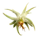 Tillandsia Capitata Yellow Dwarf Air Plant for sale, unique air plant gift decor ideas, How to care for Tillandsia Capitata Yellow Dwarf Air Plant, Tillandsia Capitata Yellow Dwarf Air Plant with care guide