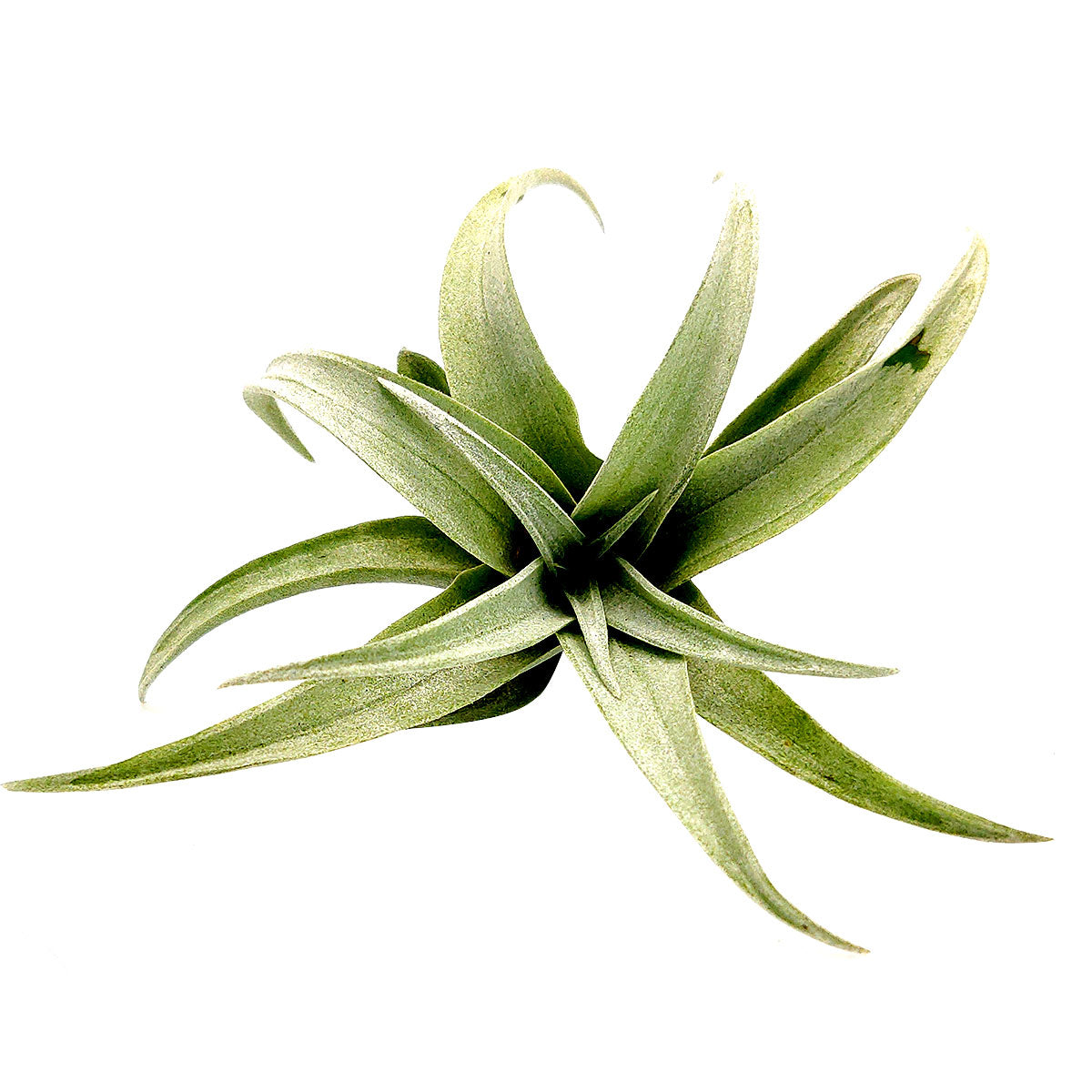 Tillandsia Capitata Yellow Dwarf Air Plant for sale, unique air plant gift decor ideas, How to care for Tillandsia Capitata Yellow Dwarf Air Plant, Tillandsia Capitata Yellow Dwarf Air Plant with care guide