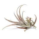 Live Air Plant Randomly Picked