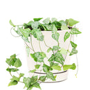 how to care for string of spades, how to care for ceropegia woodii, string of spades for sale, string of arrows for sale, houseplants for sale, best indoor plants, types of houseplants, low light houseplants, easy to grow houseplants