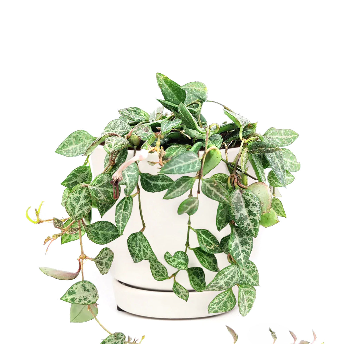 house plant spade shaped leaves Rare Ceropegia Woodii String of Spades | Best Houseplant | Houseplant Decor