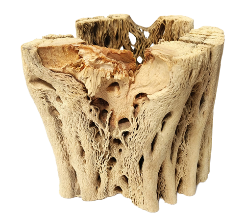Cholla Wood Medium Cleaned Pot