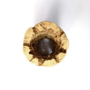 Cholla Wood, Air Plants Care