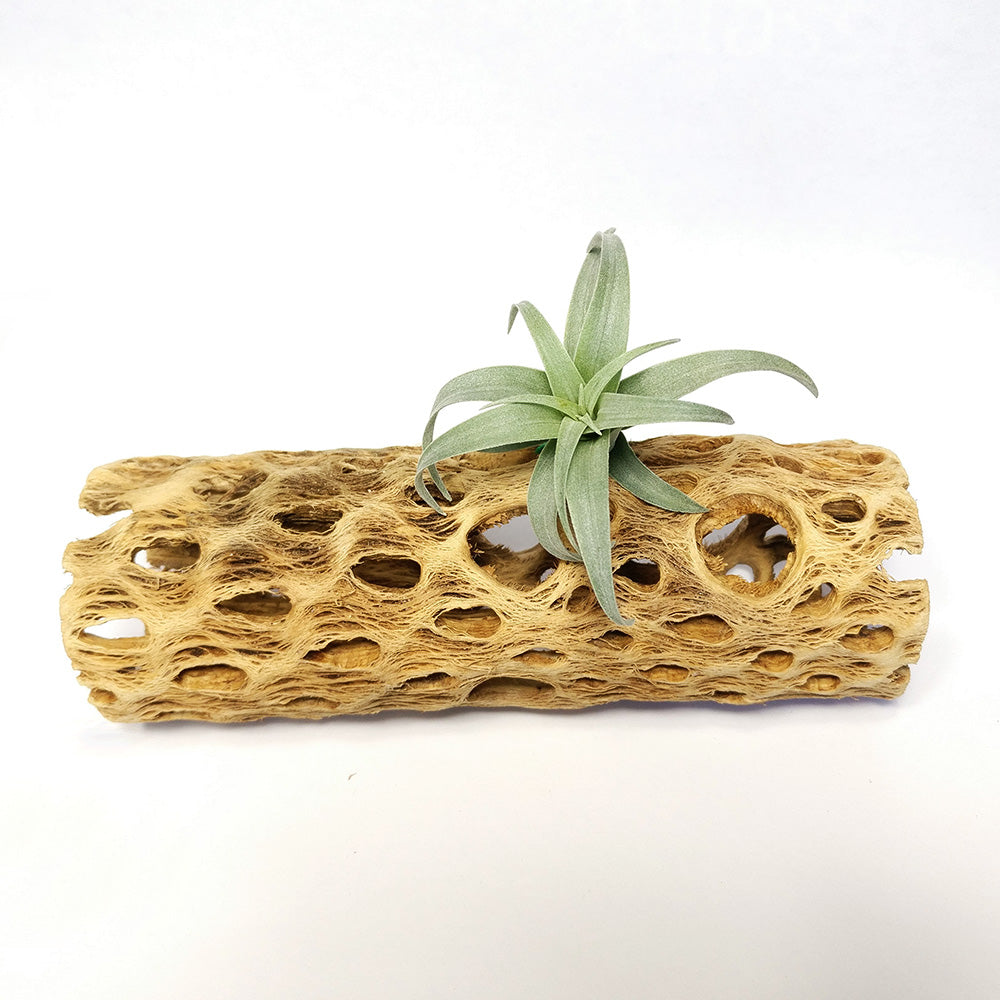 Cholla Wood for Air Plants
