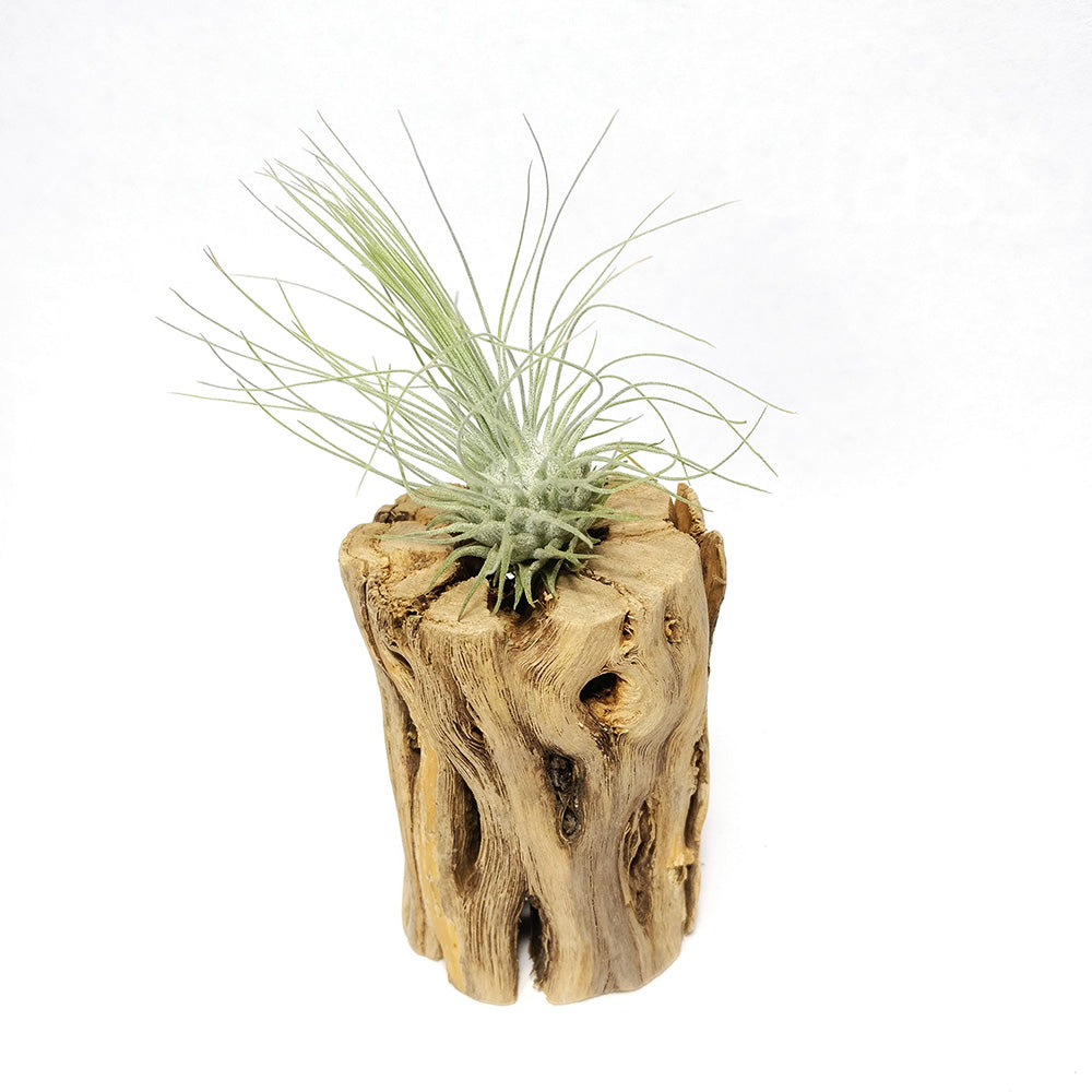 cholla wood air plant Cholla Wood Hardwood Pots | Best Air Plant Display Ideas