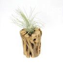 Cholla Wood Hardwood Planters