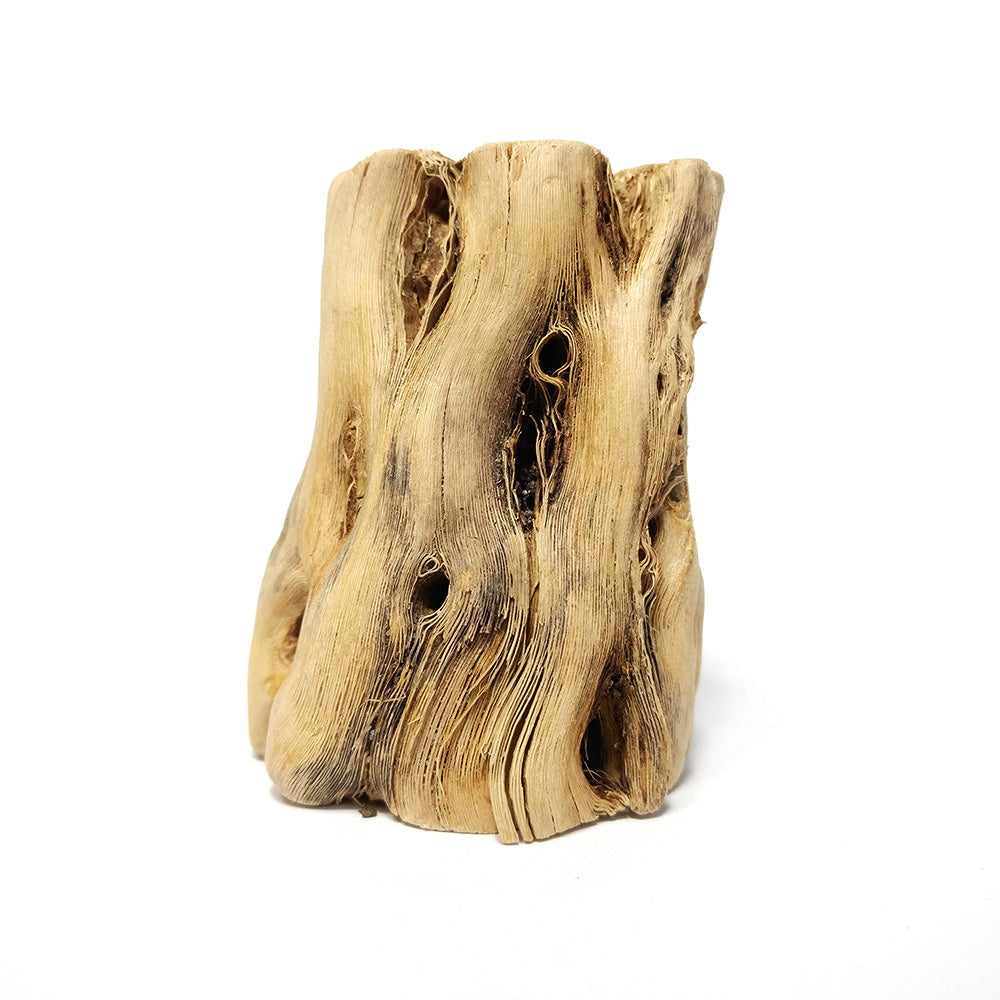 Cholla Wood for Air Plants Decor