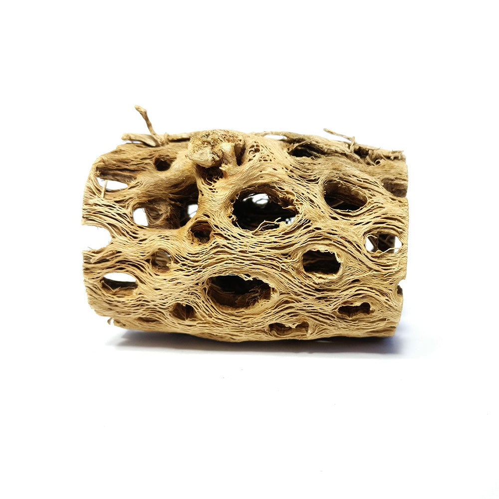 Cholla Wood for Air Plants Care