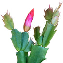 christmas cactus, thanksgiving cactus, how to care for a christmas cactus, thanksgiving cactus care, Christmas Cactus Thanksgiving Cactus for sale